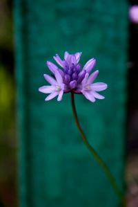 Dichelostemma has short pedicels and a twisty stalk