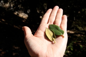 Quercus_chrysolepis1