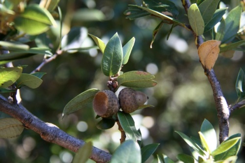Quercus_chrysolepis2