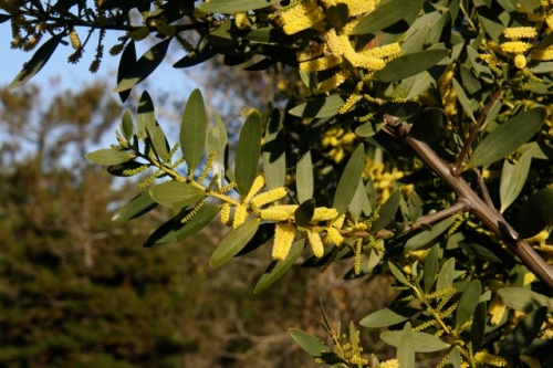 Acacia_longifolia1