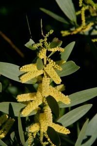 Acacia_longifolia21