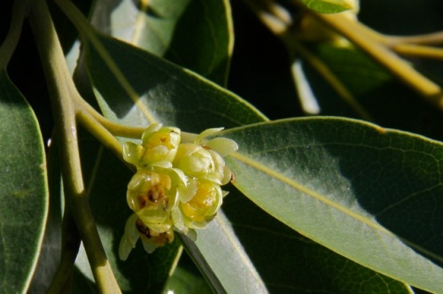 Umbellularia_californica1