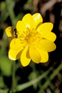 Ranunculus_californicus