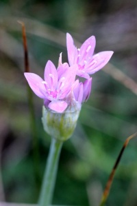 Allium_unifolium1