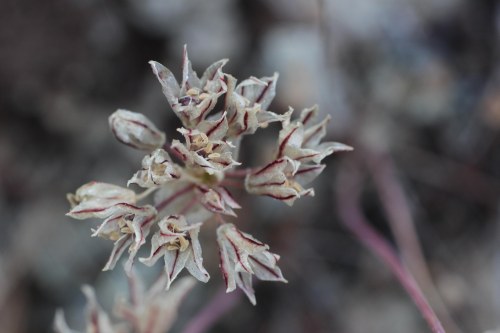 Allium_lacunosum-2