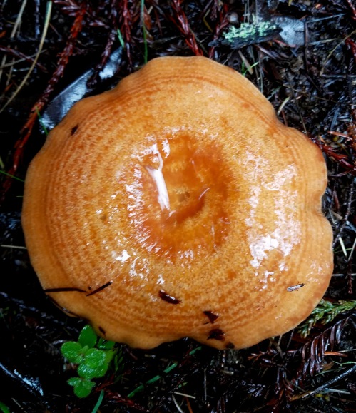 Fabulous Fungi - 13