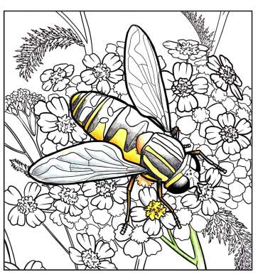 Pages from Pollinators-of-Alaska-coloring-book
